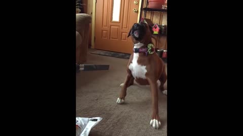 A Dog Barking On A Vacuum Cleaner