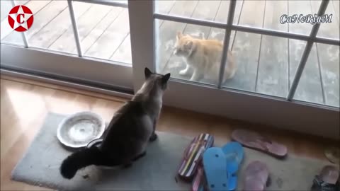 BEST OF FUNNY CAT FIGHTS