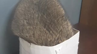 mischievous raccoon falls out of box