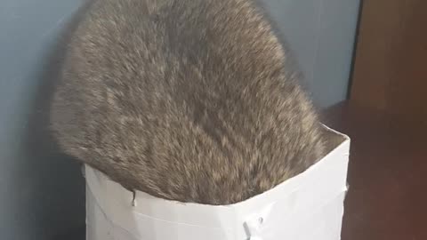 mischievous raccoon falls out of box