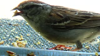 Chirping Sparrows