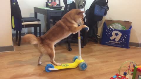 Talented Shiba Inu learns how to ride scooter