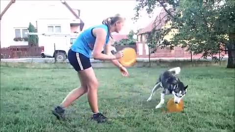Dogfrisbee with siberian husky