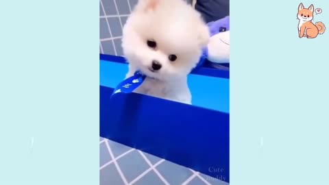 🤣 Funniest 🐶 Dogs TikTOK - Awesome Funny Pet Animals Life Videos