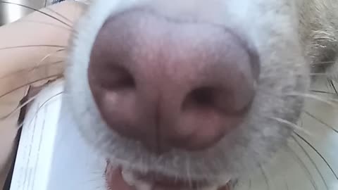 the dog has a very wet nose