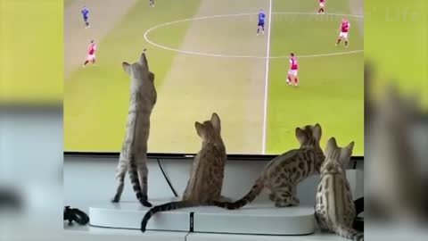 Funny Cats | Cat babies watching football