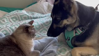 Innocent German Shepherd gets attacked by angry kitty