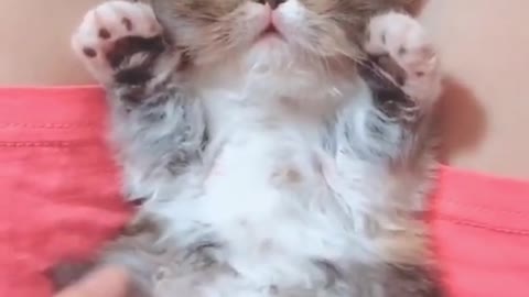 Cute cat videos | beautiful cat | #cat | cat stetus