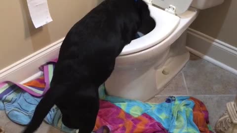 Puppy Gets Caught Red-Handed Playing In The Toilet!