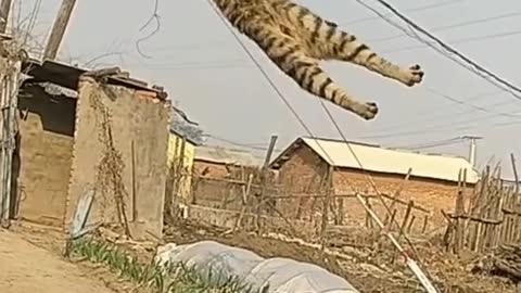 Funny 🐈😺 jump watch these