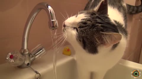 CUTE CAT drinking from a faucet.