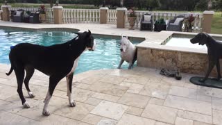 Two Great Danes wrestle after a swim