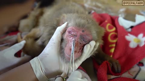 Brutally shot mother monkey makes near impossible heartwarming recovery for baby.