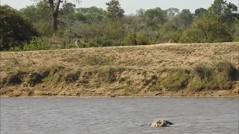 Elephant Goes For a Swim