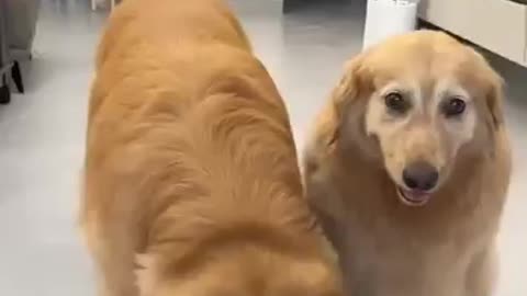 funny cute dog #cute animal #funny cute dog video