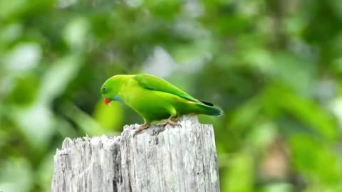 Vernal hanging parrot Species of parrots found in India Loriculus vernalis