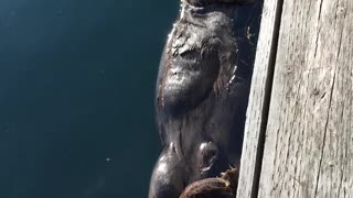 Sea Otter in Seldovia Harbor