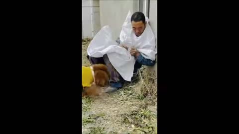 Smart Dog TIK TOK Funny Happiness is helping others
