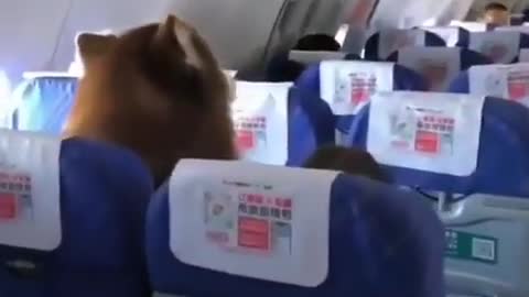 Husky on a Plane?!