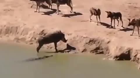 pumba gets cornered by wild dogs and croc