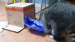 Raccoon unboxes all the boxes by courier.