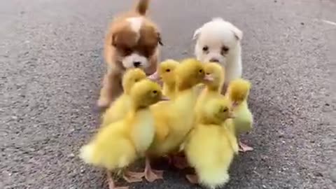 Funny Animal Videos