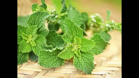 TEN HERBS THAT KILL VIRUSES FAST AND CLEAR MUCUS - UPDATED