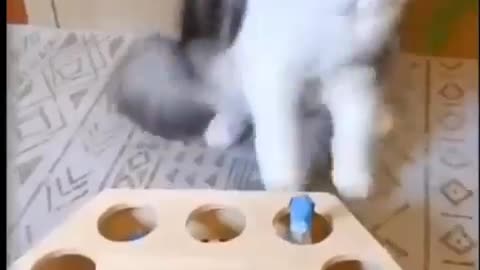 Funny Cute Cat video