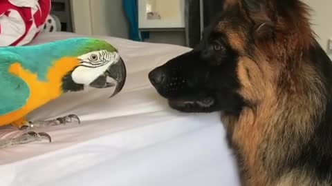 German Shepherd & parrot share unlikely animal friendship