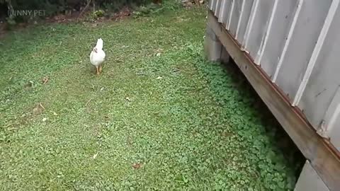 This dog is afraid of chickens