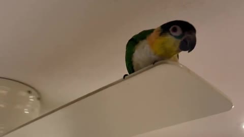 Parrot whistles and dances on moving ceiling fan