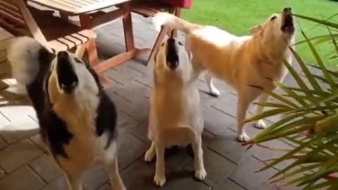 4 husky howl in one moment 😁😍
