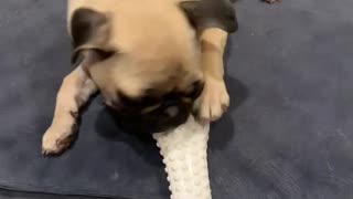 Puppy Pug 3