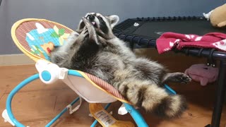 Pet Raccoon Chills Out In A Baby Swing