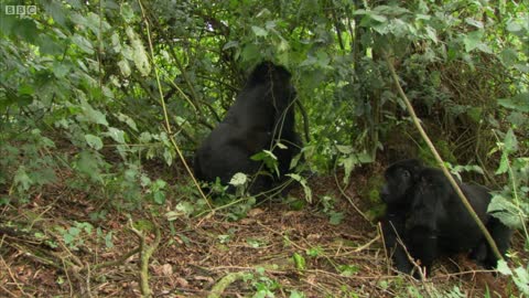 Gorilla Mating | Mountain Gorilla | BBC Earth