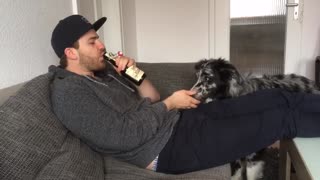 Australia Shepherd fetches his owner a beer