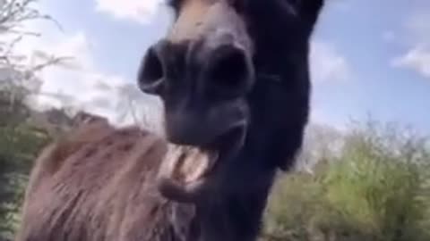 Laughing Donkey Funny Animal