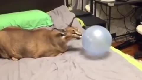 Balloon and a cat funny thing happen (Cute Video)