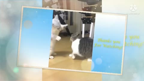 🥰Cute cats are fighting✨✨ pets video funny video
