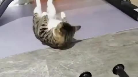 Viral Video: Cat works out at gym 🐱 💪
