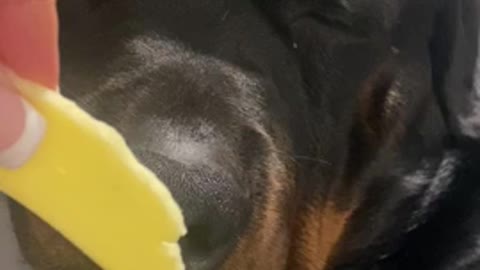 Rottweiler wakes up from his deep sleep