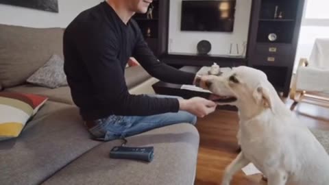Pet Dog Repeller Whistle Anti Barking Stop Bark Training Device Trainer