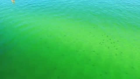Aerial shark video becomes viral sensation