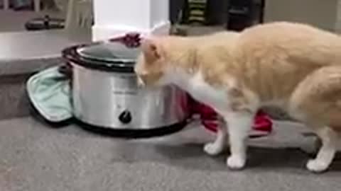 Cat Who Always Tries To Steal Food Gets Sent To “His Room” When His Parents Are Cooking