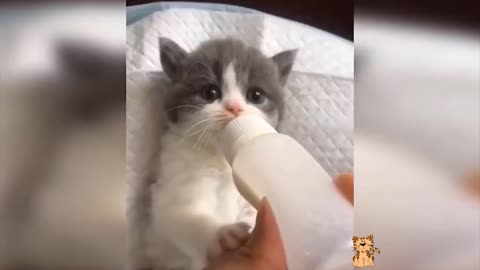 Video of Baby Cats, Cute Pets and Funny Animals