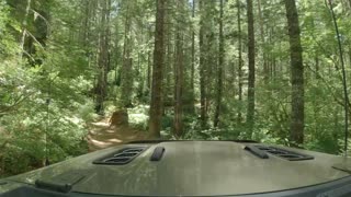 TSF (Tillamook State Forest) - Cedar Tree - Jul 2023 - Jeep Badge of Honor