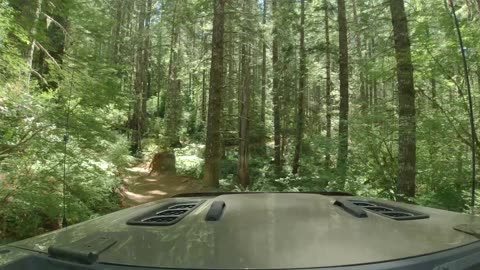 TSF (Tillamook State Forest) - Cedar Tree - Jul 2023 - Jeep Badge of Honor