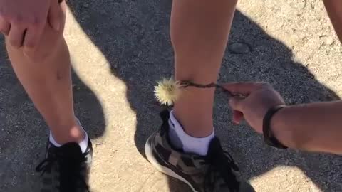 Guy Flicks Cactus Stem From One Leg to Another