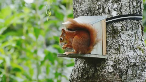 squirrel eating nuts# squirrel cute video