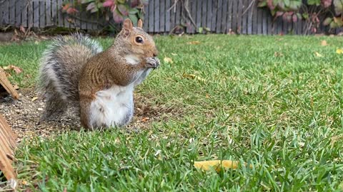 Backyard Squirrel